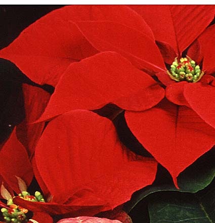 20071219-Poinsettia