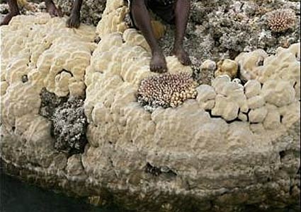 20080109-Coral-Reef-Solomons-from-AFP
