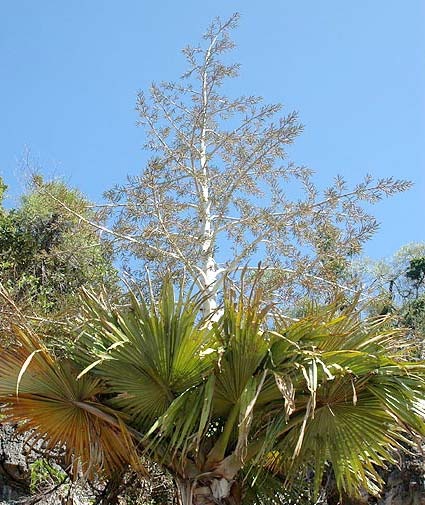 20080118-Madagascar-Palm