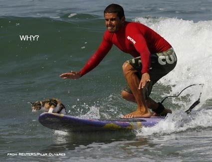 Animals Surfing